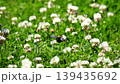 Bumblebees buzz around in a clover field, collecting nectar. Bumblebees buzz around in a clover field, collecting nectar. 139435692