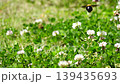 Bumblebees buzz around in a clover field, collecting nectar. Bumblebees buzz around in a clover field, collecting nectar. 139435693