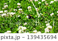 Bumblebees buzz around in a clover field, collecting nectar. Bumblebees buzz around in a clover field, collecting nectar. 139435694
