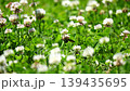 Bumblebees buzz around in a clover field, collecting nectar. Bumblebees buzz around in a clover field, collecting nectar. 139435695