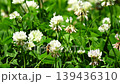 Honeybees collecting nectar and pollen in a clover (white clover) field. Honeybees collecting nectar and pollen in a clover (white clover) field. 139436310