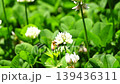 Honeybees, carrying large balls of pollen, collect nectar and pollen in a clover field. Honeybees, carrying large balls of pollen, collect nectar and pollen in a clover field. 139436311