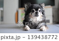 Senior dog spending time in the living room: Long-haired Chihuahua 139438772
