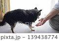 A pet dog playing with a woman - Chihuahua 139438774