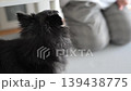Everyday life with my beloved dogs: Multiple dogs, Long-haired Chihuahuas 139438775