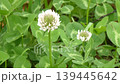 Close-up of white clover flowers and clover leaves 139445642