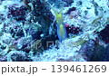顎下から捉えたハナヒゲウツボの接写映像　珍しいアングルの水中マクロ 139461269