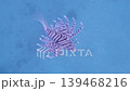 A lionfish gracefully hovering with its fins spread in the clear waters of Futo (4K, fixed shot). 139468216