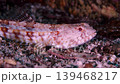 Ultra-close-up macro footage (4K, fixed shot) of a red goby perched on a rocky outcrop in the sea off Hatsushima Island. 139468217