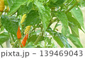 Close-up of island chili peppers wet with rain 139469043