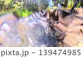 在清流中 139474985