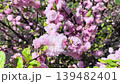 Blooming lewiseanya (Prunus triloba) branches with pink flowers on a sunny day in a city park, Renewal, vitality, expansion, awakening, softness, and seasonal energy in a calm natural setting.  139482401