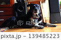 Senior black mixed breed dog resting indoors 139485223