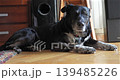 Close up portrait of a senior black mixed breed dog indoors with expressive eyes and slightly open mouth in a relaxed home environment 139485226