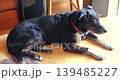 Black mixed breed dog resting on floor 139485227