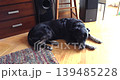 Senior black dog resting indoors at home 139485228