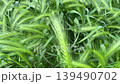Close-up cinematic view of wild green foxtail barley grass swaying gently in the wind, detailed texture of soft spikelets and fresh leaves, natural daylight, macro nature background. 139490702