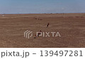 Aerial view of camel caravan walking through desert 139497281