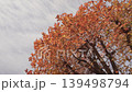 紅葉と流れる雲 139498794