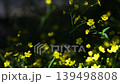 木漏れ日に揺れる黄色の花 139498808