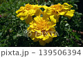 黄色いマリーゴールドの花 139506394