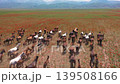 Aerial view of a large herd of wild horses running on a poppy field 139508166