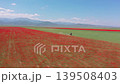Aerial view of a lone horseman riding between poppy and wheat fields 139508403