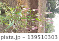Vertical Medium shot of Celosia argentea plant with pink and white flower spikes blooming in an outdoor field 139510303