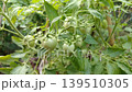 Wide shot of unripe green tomatoes growing on a vine in a garden. 139510305