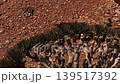Aerial view of dragon blood tree growing on socotra island 139517392