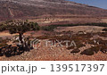 Aerial view of dragon's blood trees and cow on socotra island 139517397