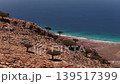 Aerial view of socotra dragon blood trees on a cliff 139517399
