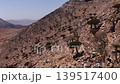 Aerial view of dragon's blood trees on socotra island 139517400