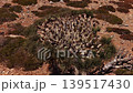 Aerial view of blooming dracaena cinnabari dragon blood tree 139517430