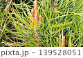 Pine tree branch with young spring buds and long green needles, close up view. 139528051