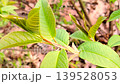 Young green leaves on a tree branch in the spring forest. 139528053