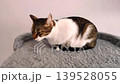 Domestic cat sitting on a grey scratching post bed and looking around with curious green eyes. 139528055