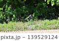 人里に下りて来たツキノワグマ 139529124