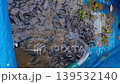 Vertical High angle shot of water pouring from a hose into a blue tarpaulin pond filled with swarming juvenile catfish 139532140