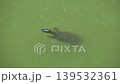 A softshell turtle pokes its head out of the water in the pond. 139532361