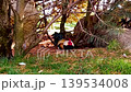 Close-up footage of a Rooster resting lies on a pine litter under in a natural park environment. Calm animal behavior, soft daylight and peaceful countryside atmosphere outdoors. 139534008