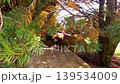 Close-up footage of a rooster standing on a large boulder under pine trees in a natural park environment. Calm animal behavior, soft daylight and peaceful countryside atmosphere outdoors. 139534009
