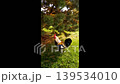 Footage taken in its natural setting: a rooster walks through the grass under pine trees in a park. The animal's calm demeanor, soft daylight, and peaceful park atmosphere are captured in the open air 139534010