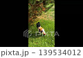 Closeup footage of a rooster pecking grass in a natural park environment. Calm animal behavior, countryside atmosphere, soft daylight and natural movement outdoors. vertical video.  139534012