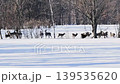 A wild Hokkaido deer running across a snow-covered field. 139535620