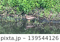 水を飲むトンビ 139544126