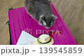 Curious cat explores concealed bag. An inquisitive cat uncovers secrets within hidden pink suitcase. Curious feline meticulously investigates concealed pink suitcase hiding mysterious secrets 139545859