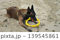 Dog surveys terrain. Canine inspects sandy surroundings. Malamute investigates circular yellow object on shoreline. Active canine sniffs and examines bright yellow ring at sandy beach 139545861