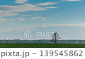 Old Oak tree against the sky, fresh green colors and spring clouds in the sky 139545862