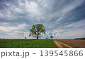 Old Oak tree against the sky, fresh green colors and spring clouds in the sky 139545866